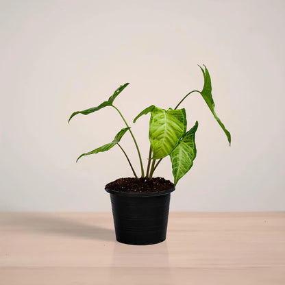 Potted plant on a reflective surface with a neutral background