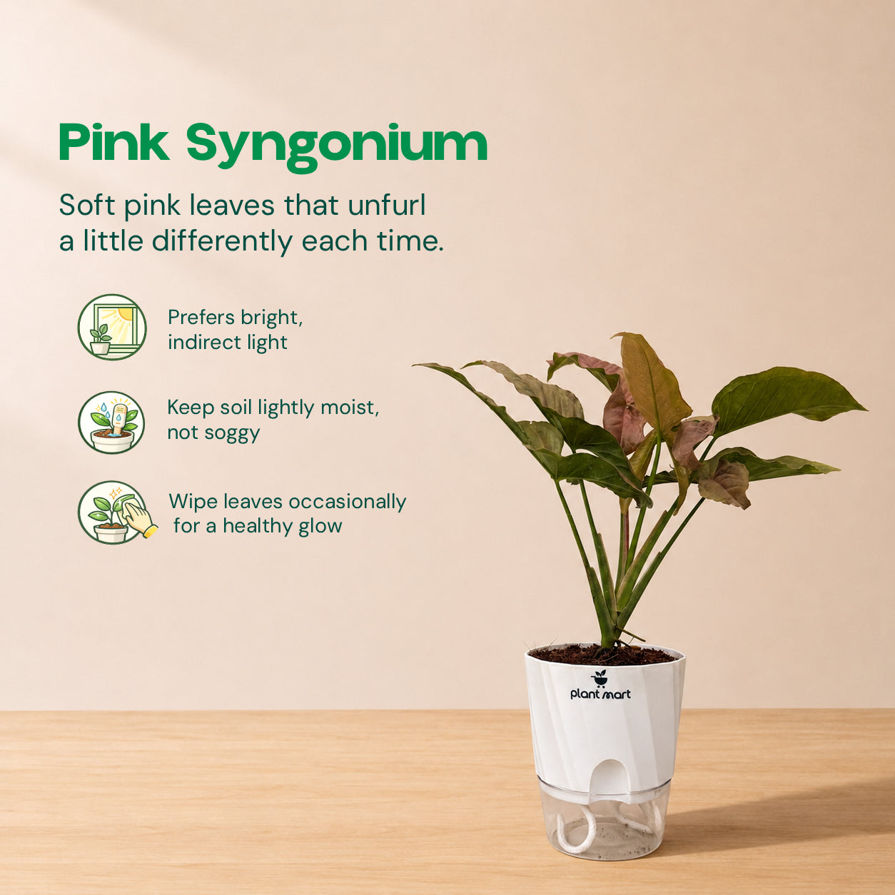 Premium Self-Watering Plant Combo (Bundle of 5) - PlantMart.pk