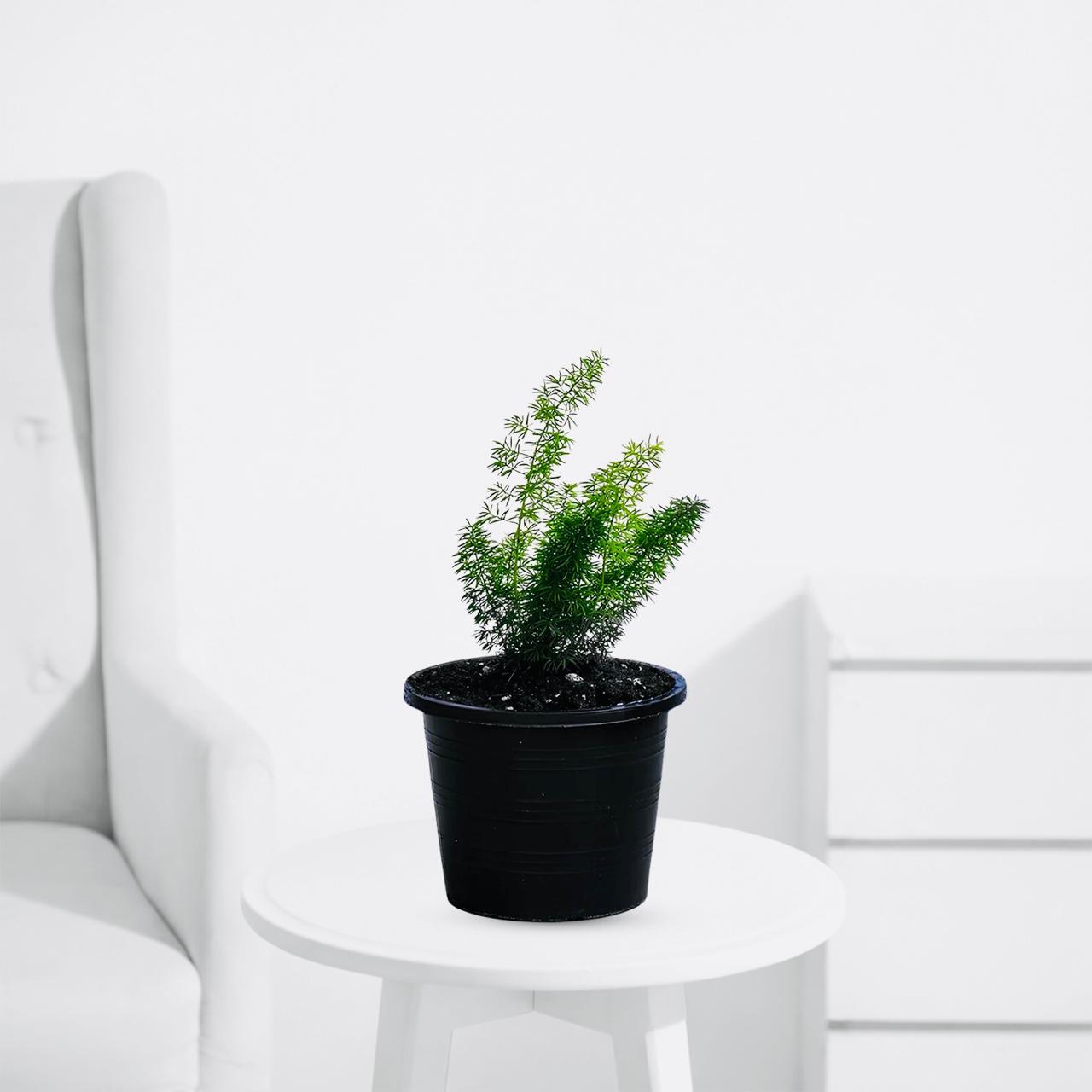 Asparagus Meyeri – Soft Decorative Indoor Plant - PlantMart.pk