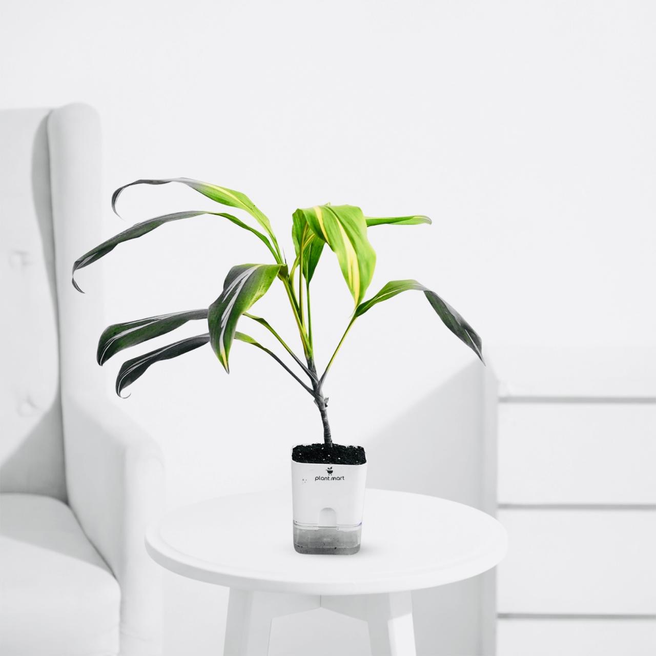 Dracaena Fragrans Large – Corn Plant Indoor Greenery - PlantMart.pk