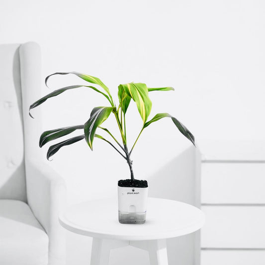 Dracaena Fragrans Large – Corn Plant Indoor Greenery - PlantMart.pk