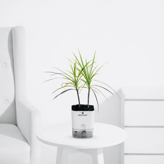 Dracaena Magenta Large – Red Colorama Indoor Plant - PlantMart.pk