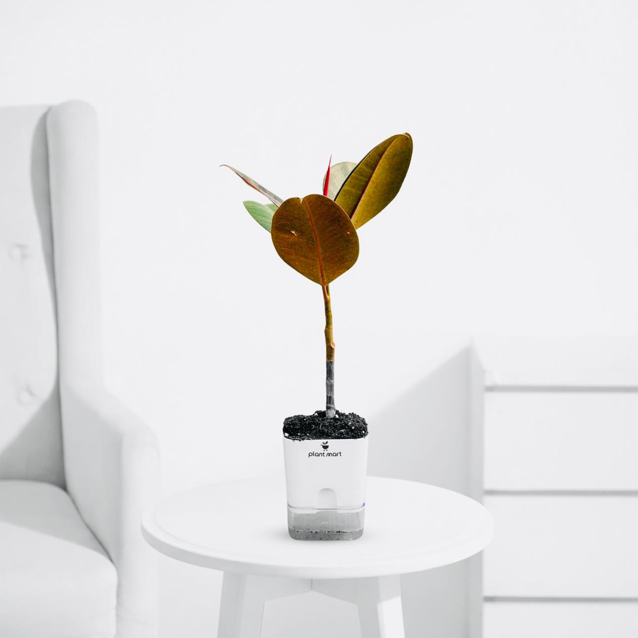Ficus Elastica, Rubber Plant - Plant - PlantMart.pk