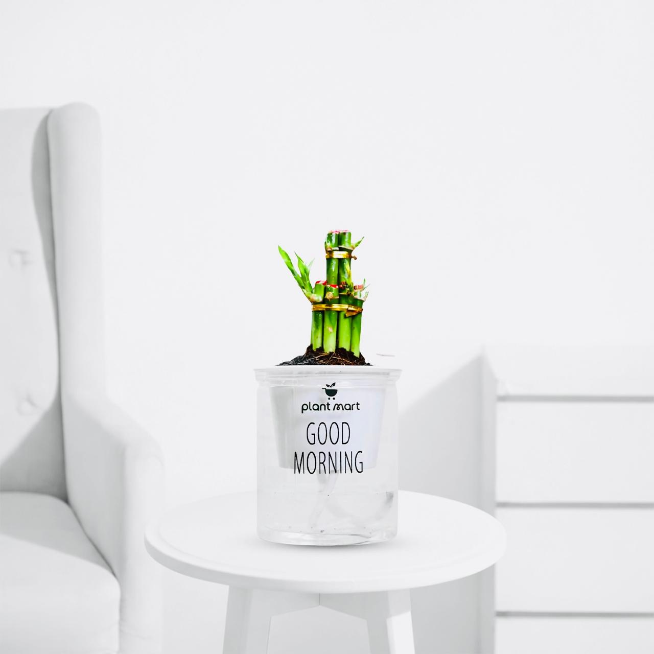 Morning Charm 2 Layer Lucky Bamboo – Indoor Air Purifying - PlantMart.pk