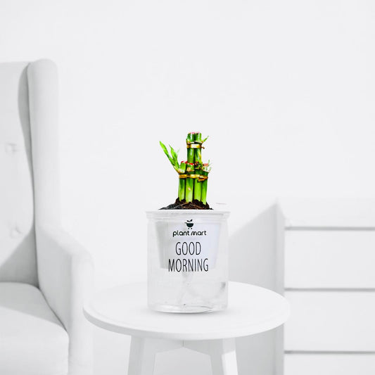 Morning Charm 2 Layer Lucky Bamboo – Indoor Air Purifying - PlantMart.pk