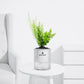 Morning Charm Asparagus Meyeri Fern – Soft Decorative Indoor Plant - PlantMart.pk