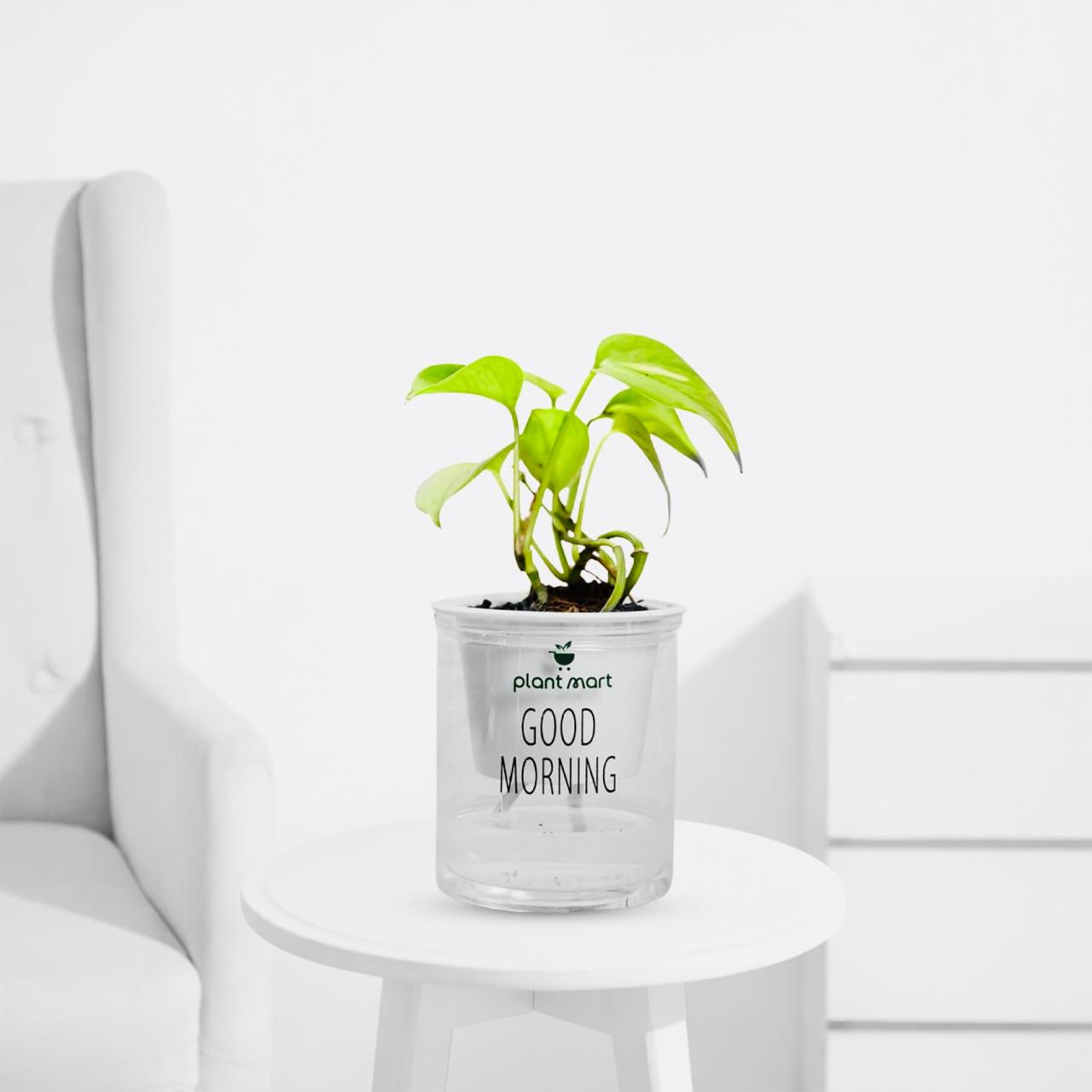 Morning Charm Money Plant Green  – Indoor Air Purifying - PlantMart.pk