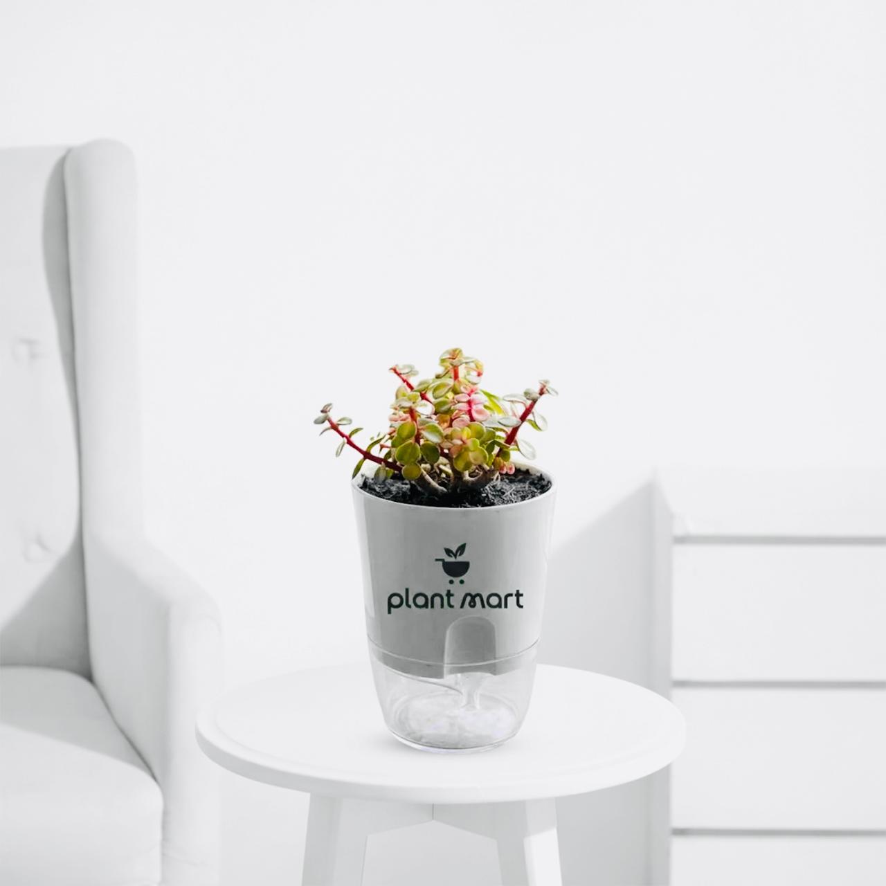 Variegated Elephant Bush Plant (Portulacaria afra Variegata) Pink - PlantMart.pk