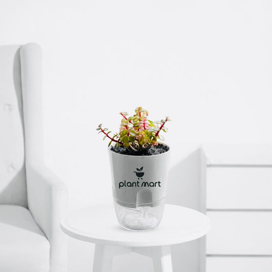 Variegated Elephant Bush Plant (Portulacaria afra Variegata) Pink - PlantMart.pk