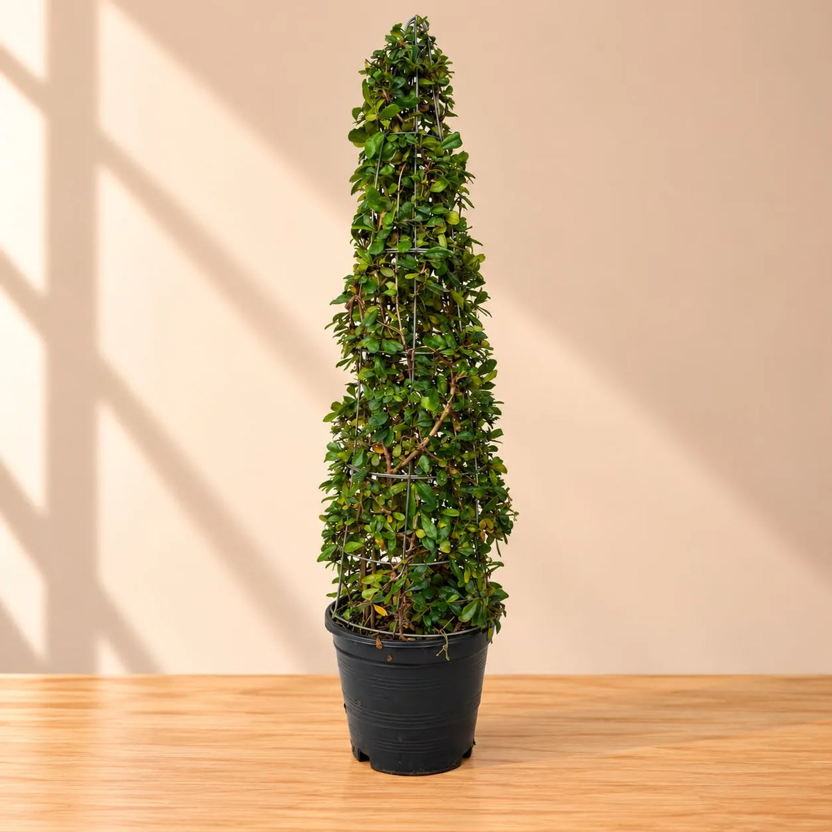 Buxus Topiary Cone Plant