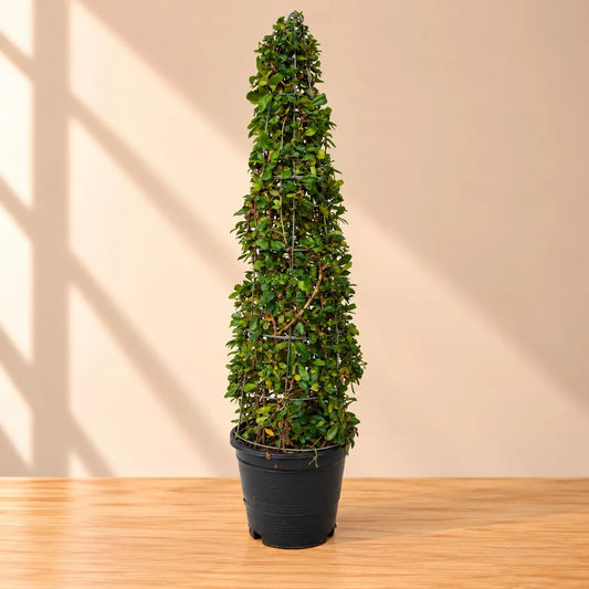 Buxus Topiary Cone Plant