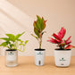 Ruby & Green Trio Bundle