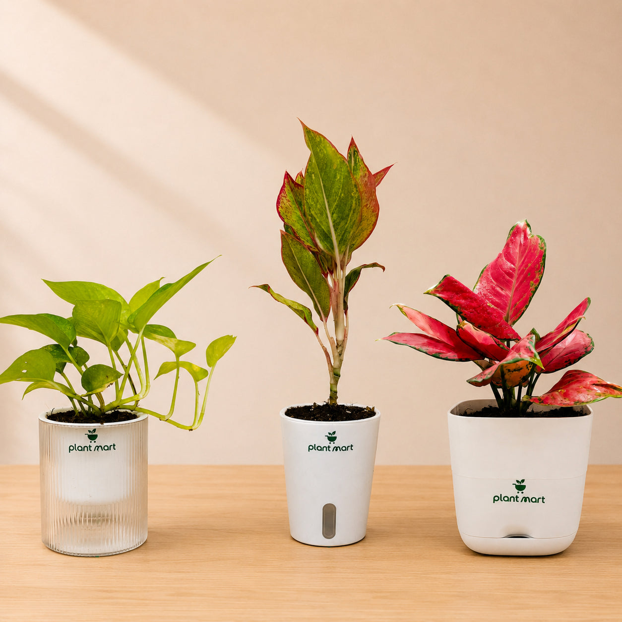 Ruby & Green Trio Bundle