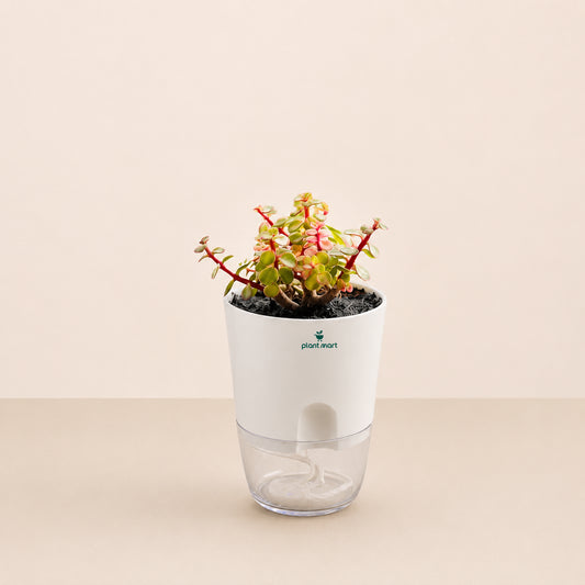 Variegated Elephant Bush Plant (Portulacaria afra Variegata) Pink