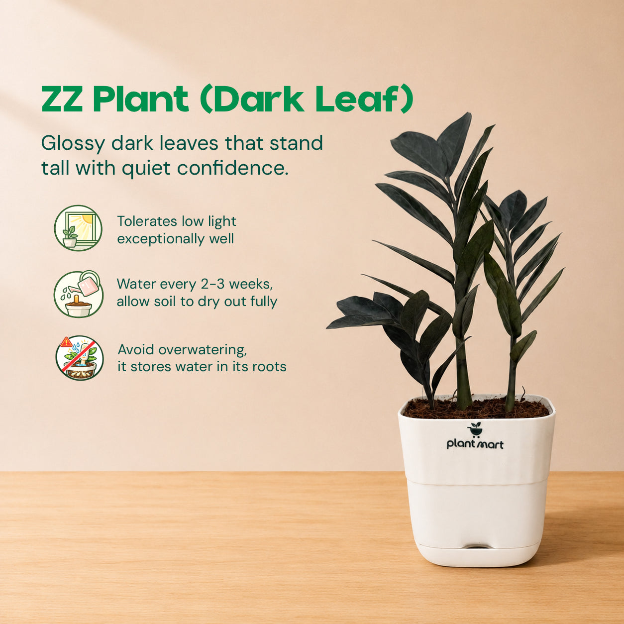A potted ZZ plant with glossy dark green leaves in a white plant pot on a light wood surface, set against a warm beige background with product text and care icons on the left.