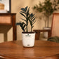 A small potted ZZ plant in a white Plantmart planter sitting on a round wooden table in a warm, softly blurred living room setting.