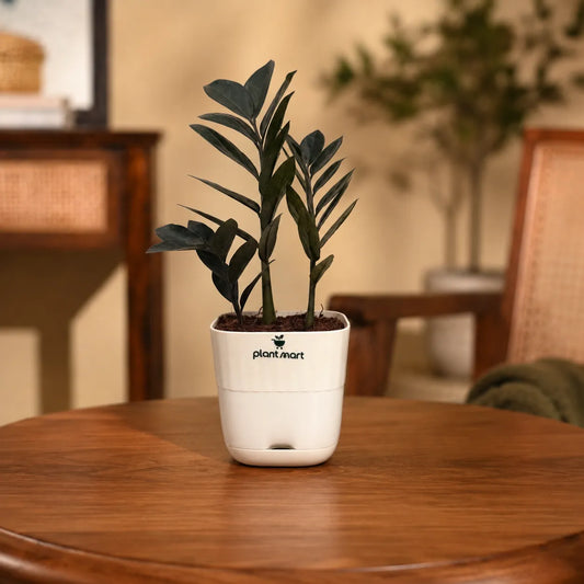 A small potted ZZ plant in a white Plantmart planter sitting on a round wooden table in a warm, softly blurred living room setting.